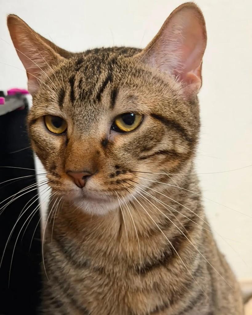 José Lucas, gato de porte pequeno para adoção em Porto Alegre - RS — foto 5 de 6