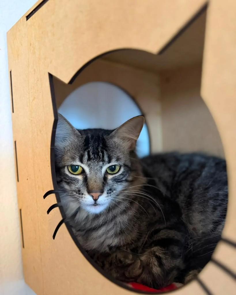 Robin, gato de porte médio para adoção em Porto Alegre - RS