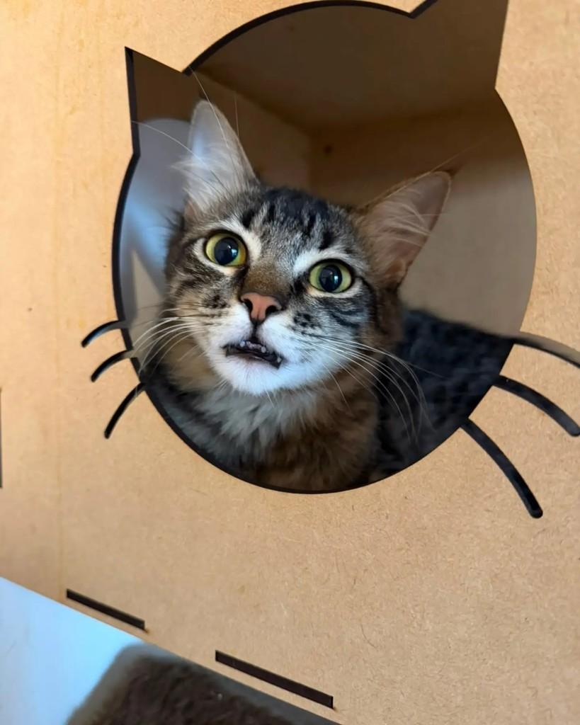 Robin, gato de porte médio para adoção em Porto Alegre - RS — foto 2 de 12