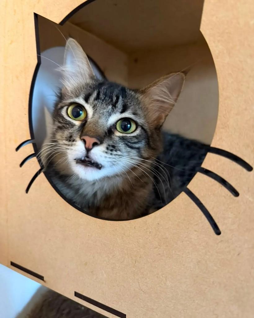 Robin, gato de porte médio para adoção em Porto Alegre - RS — foto 3 de 12