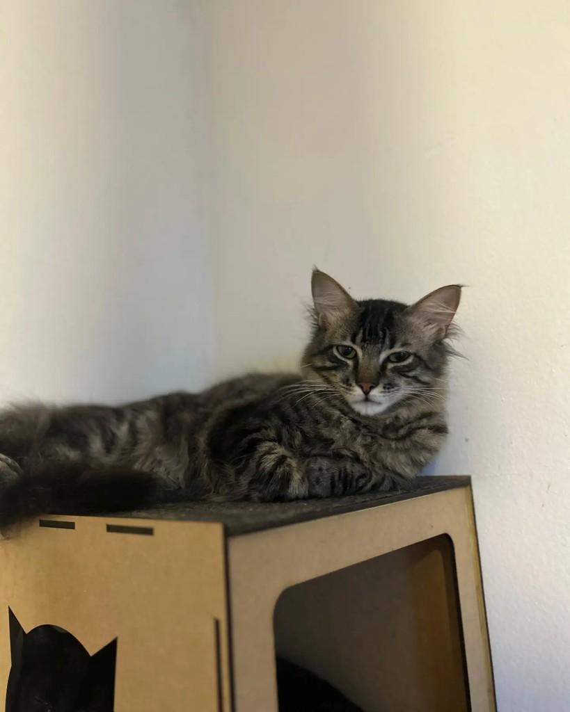 Robin, gato de porte médio para adoção em Porto Alegre - RS — foto 4 de 12