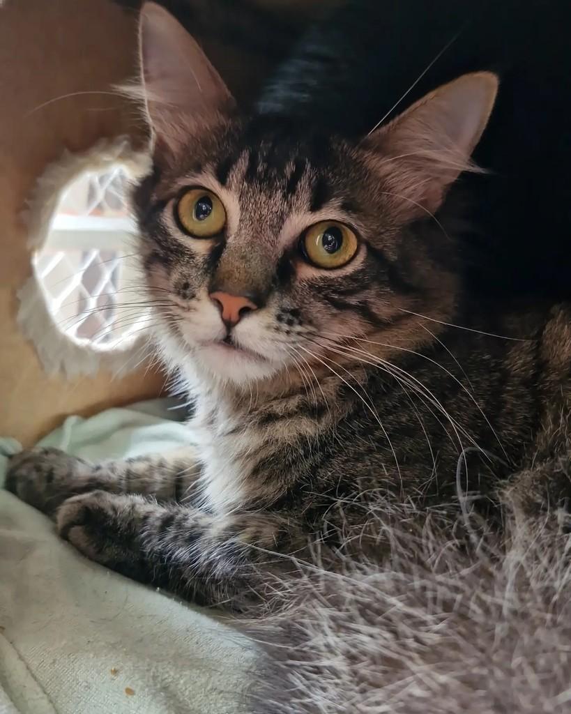 Robin, gato de porte médio para adoção em Porto Alegre - RS — foto 5 de 12
