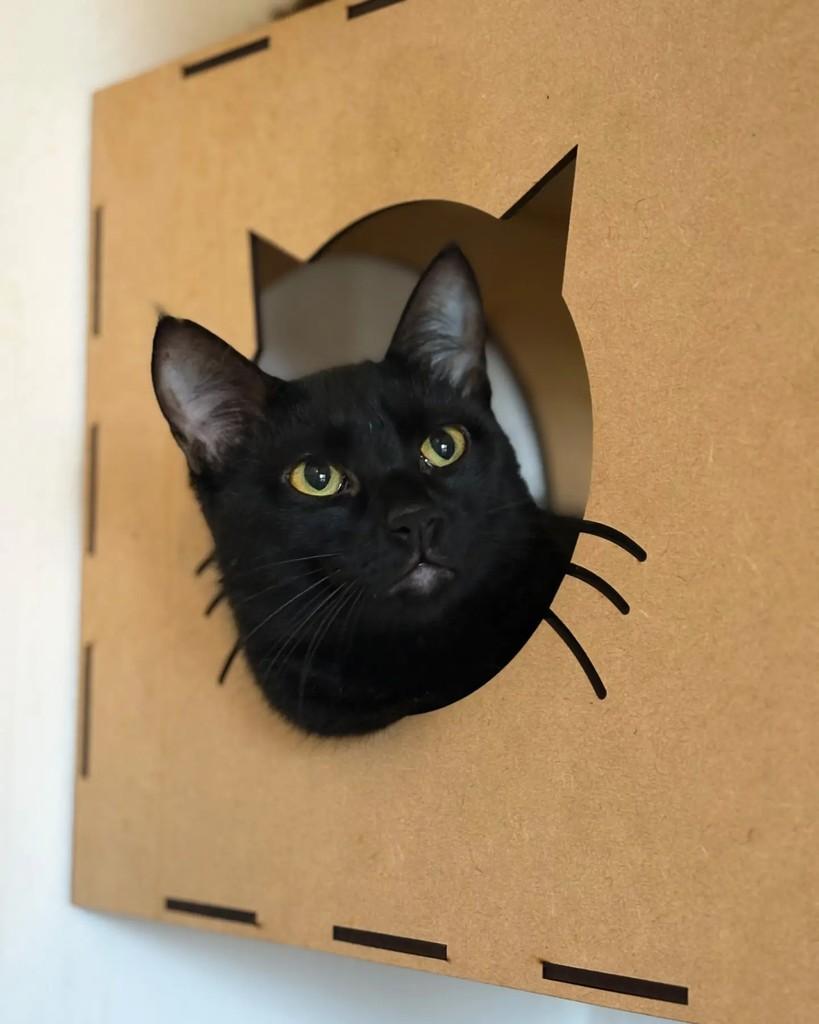 Batman, gato de porte pequeno para adoção em Porto Alegre - RS