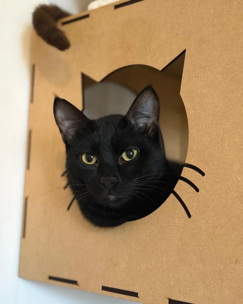 Batman, gato de porte pequeno para adoção em Porto Alegre - RS — foto 2 de 4