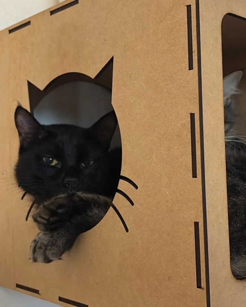 Batman, gato de porte pequeno para adoção em Porto Alegre - RS — foto 3 de 4