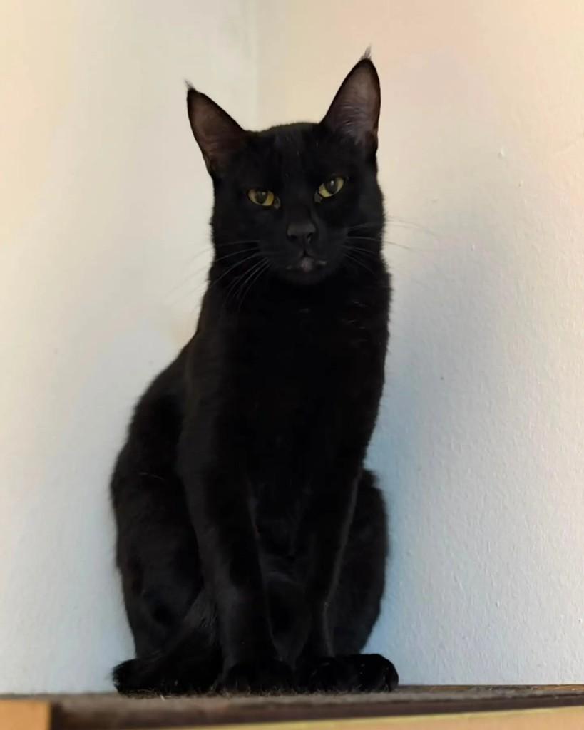 Batman, gato de porte pequeno para adoção em Porto Alegre - RS — foto 4 de 4