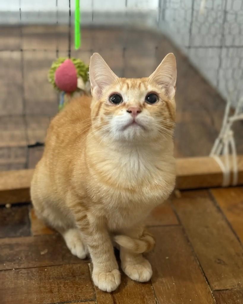 Theodore, gato de porte pequeno para adoção em Porto Alegre - RS