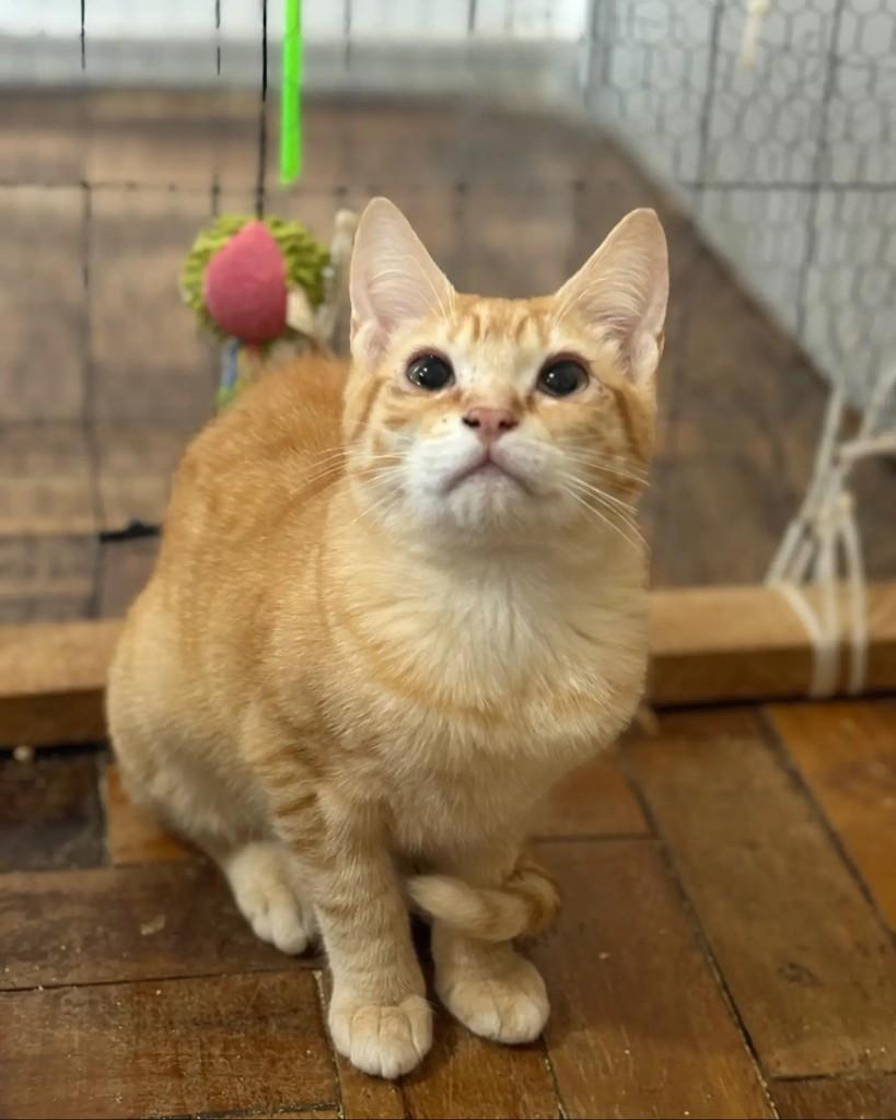 Theodore, gato de porte pequeno para adoção em Porto Alegre - RS — foto 2 de 3