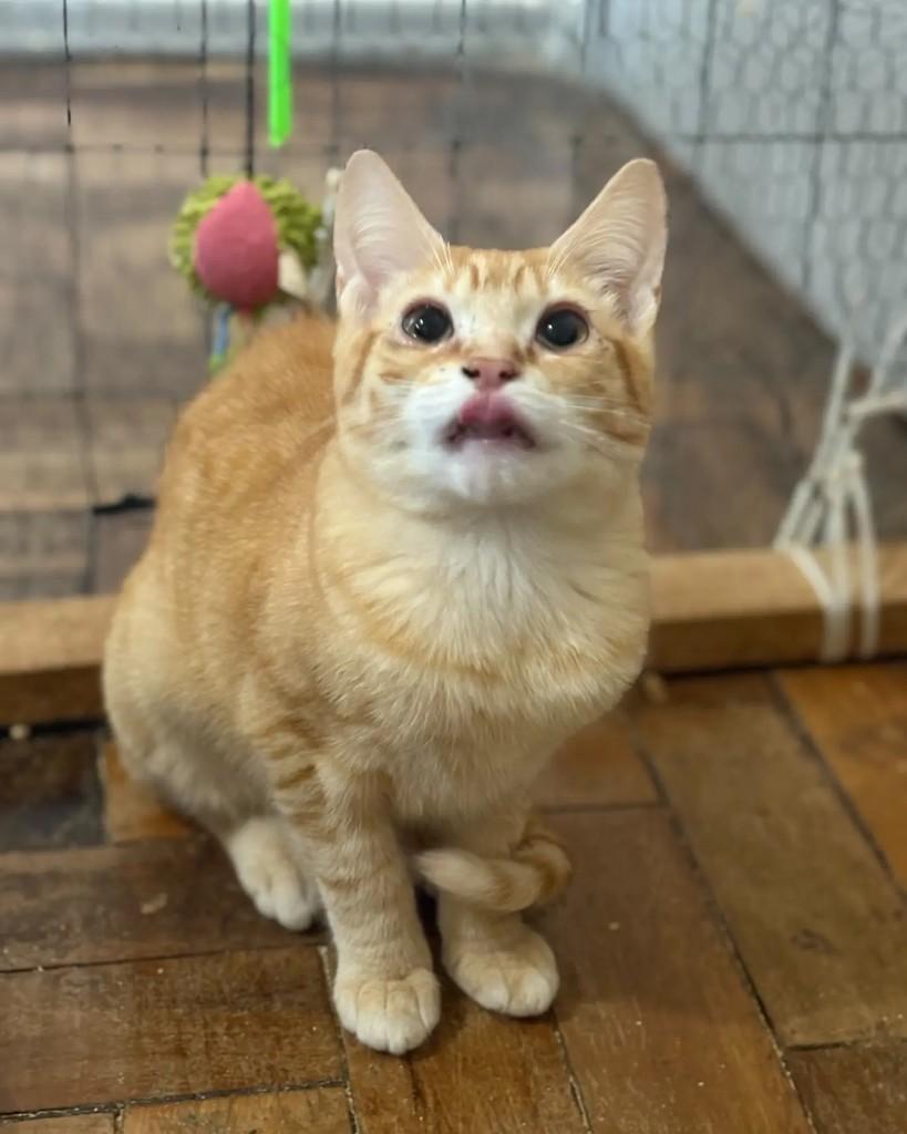 Theodore, gato de porte pequeno para adoção em Porto Alegre - RS — foto 3 de 3