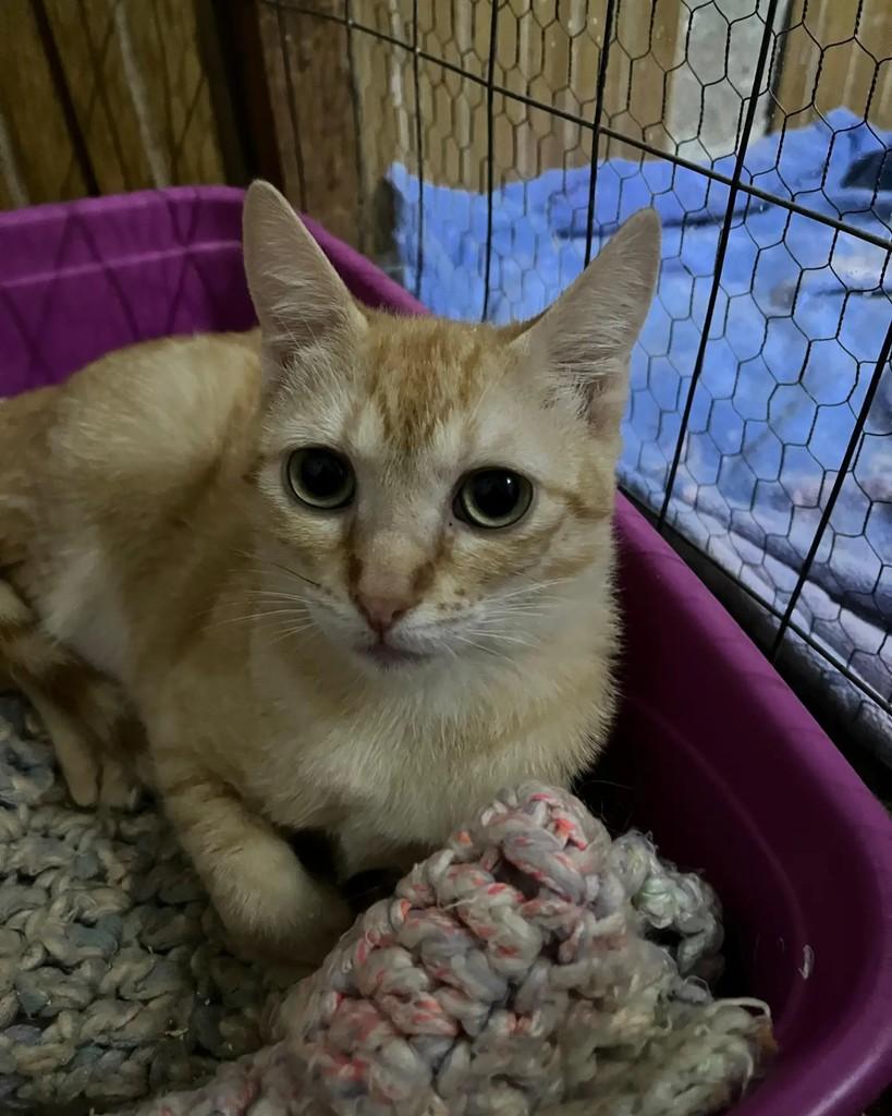 Janete, gata de porte médio para adoção em Porto Alegre - RS — foto 4 de 10