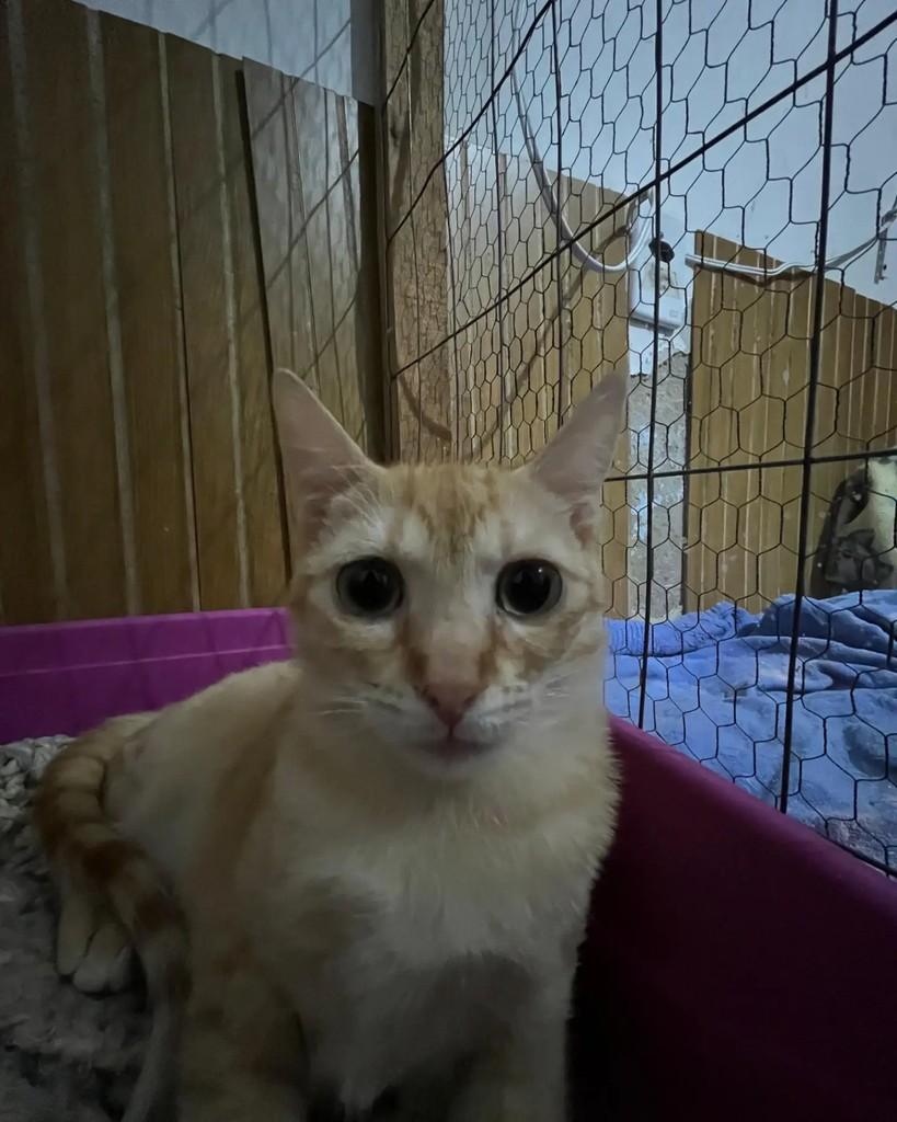 Janete, gata de porte médio para adoção em Porto Alegre - RS — foto 5 de 10