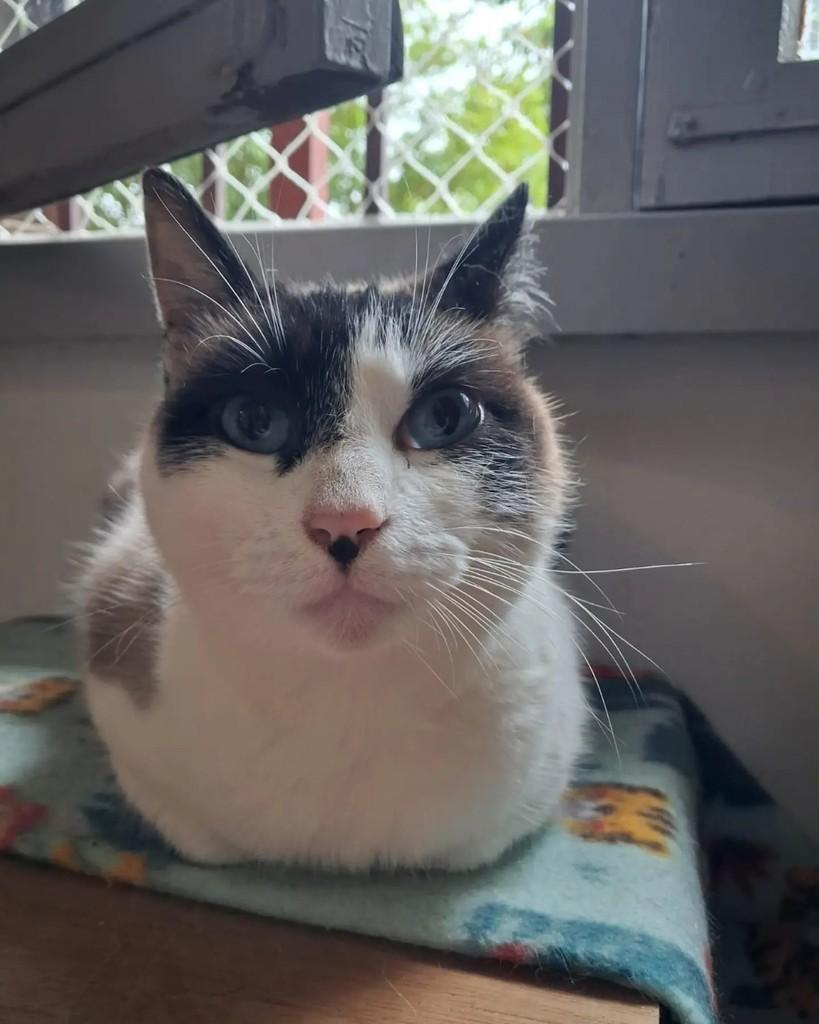Gal, gata de porte pequeno para adoção em Porto Alegre - RS