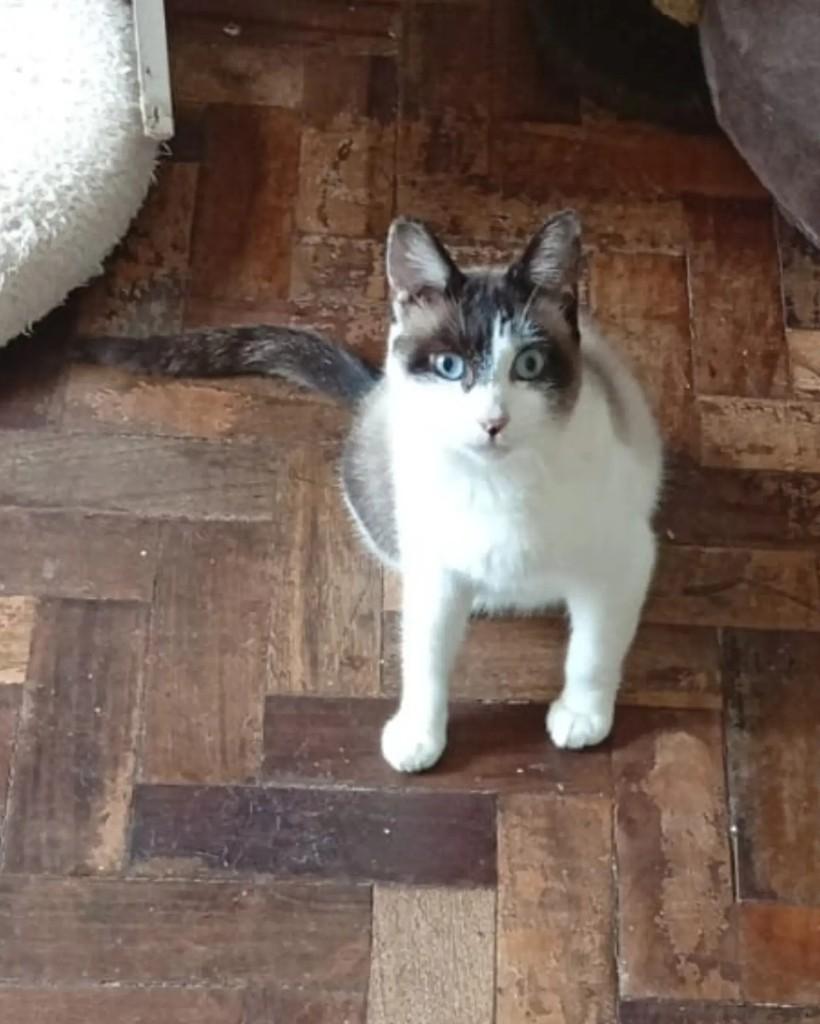 Gal, gata de porte pequeno para adoção em Porto Alegre - RS — foto 2 de 6