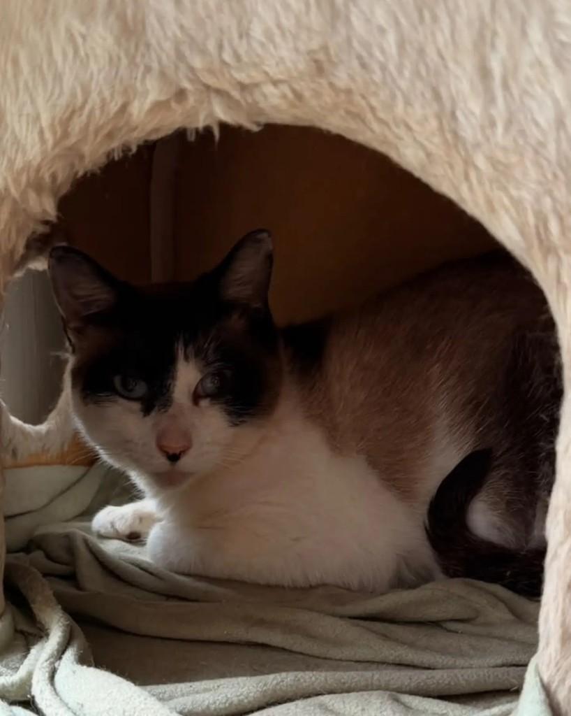 Gal, gata de porte pequeno para adoção em Porto Alegre - RS — foto 4 de 6