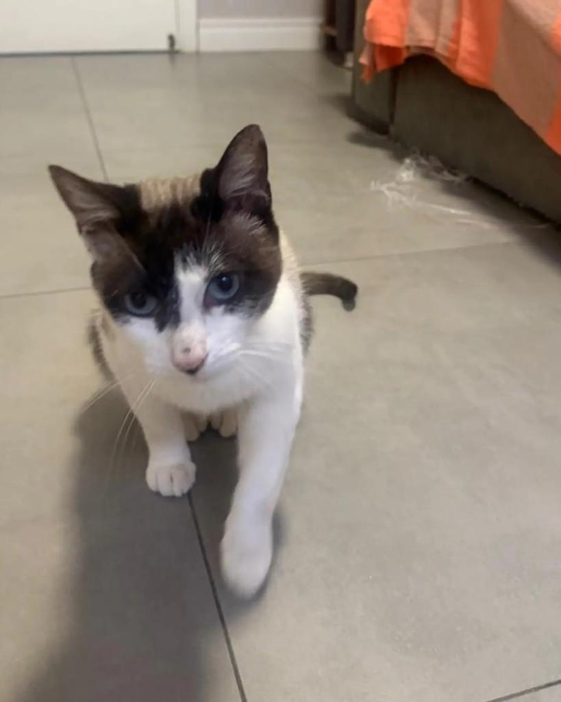 Gal, gata de porte pequeno para adoção em Porto Alegre - RS — foto 5 de 6