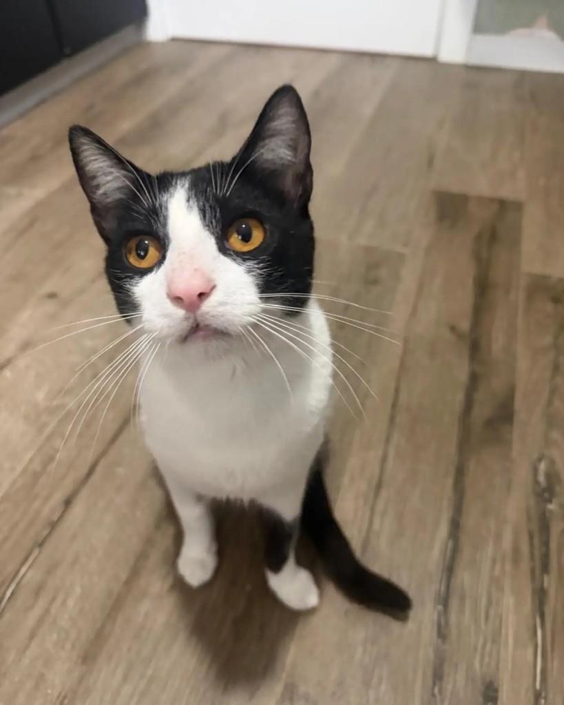 Romeu, gato de porte médio para adoção em Porto Alegre - RS