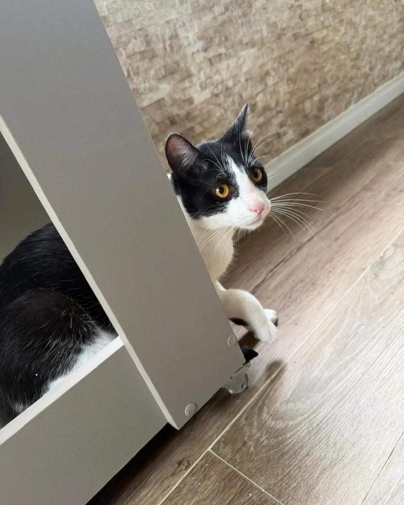 Romeu, gato de porte médio para adoção em Porto Alegre - RS — foto 2 de 5