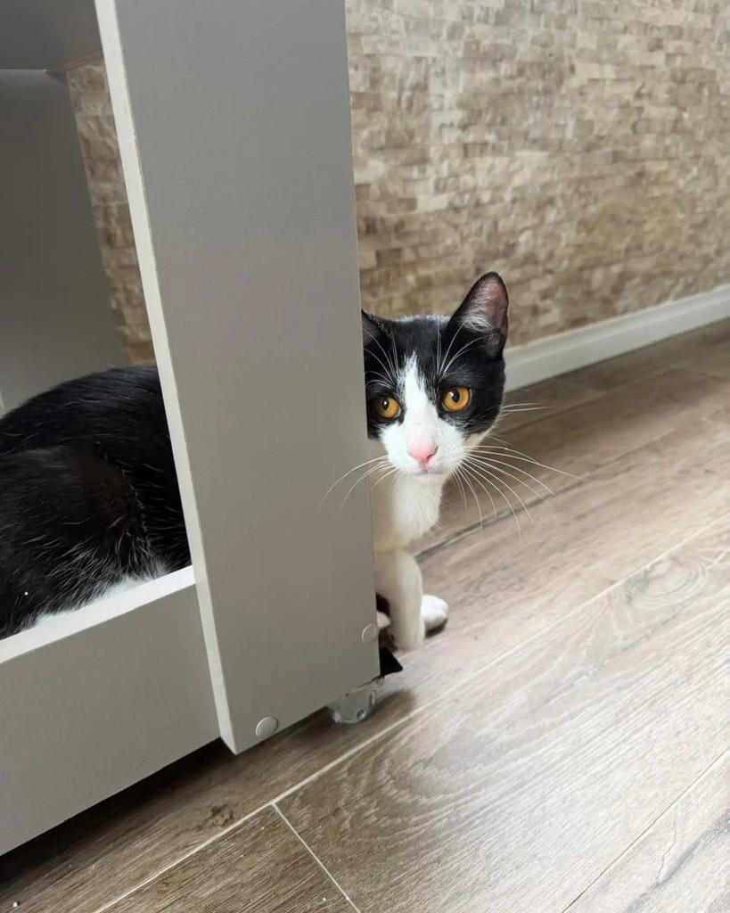 Romeu, gato de porte médio para adoção em Porto Alegre - RS — foto 3 de 5