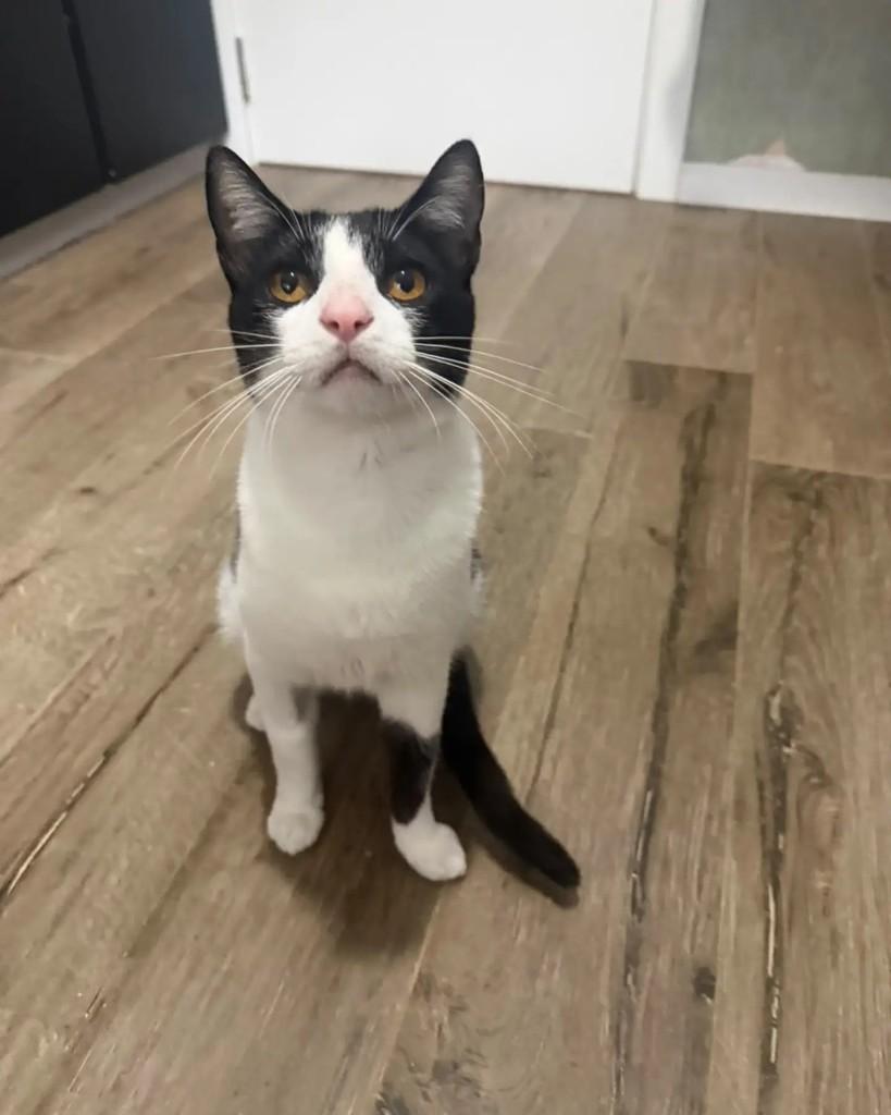 Romeu, gato de porte médio para adoção em Porto Alegre - RS — foto 4 de 5