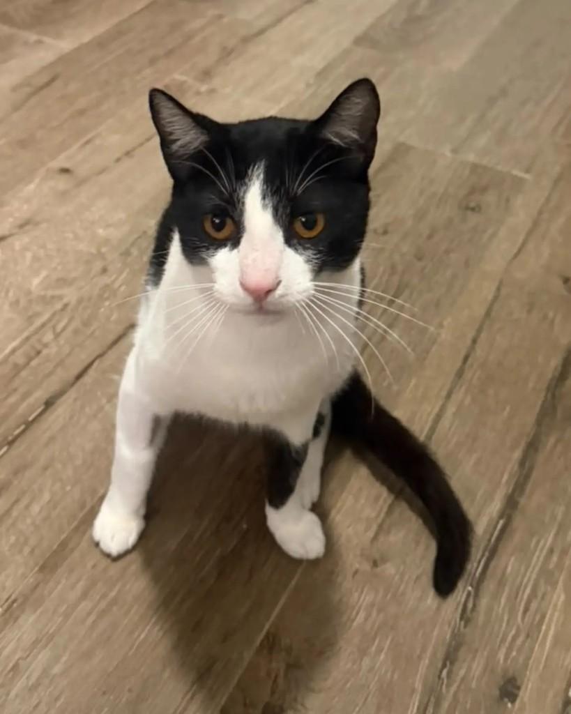 Romeu, gato de porte médio para adoção em Porto Alegre - RS — foto 5 de 5