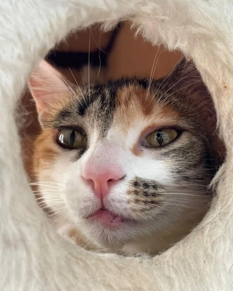 Veveta, gata de porte pequeno para adoção em Porto Alegre - RS