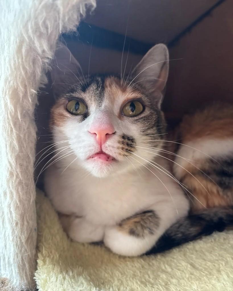 Veveta, gata de porte pequeno para adoção em Porto Alegre - RS — foto 2 de 6
