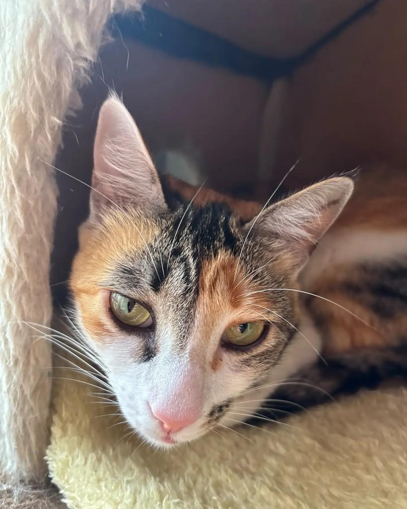 Veveta, gata de porte pequeno para adoção em Porto Alegre - RS — foto 3 de 6