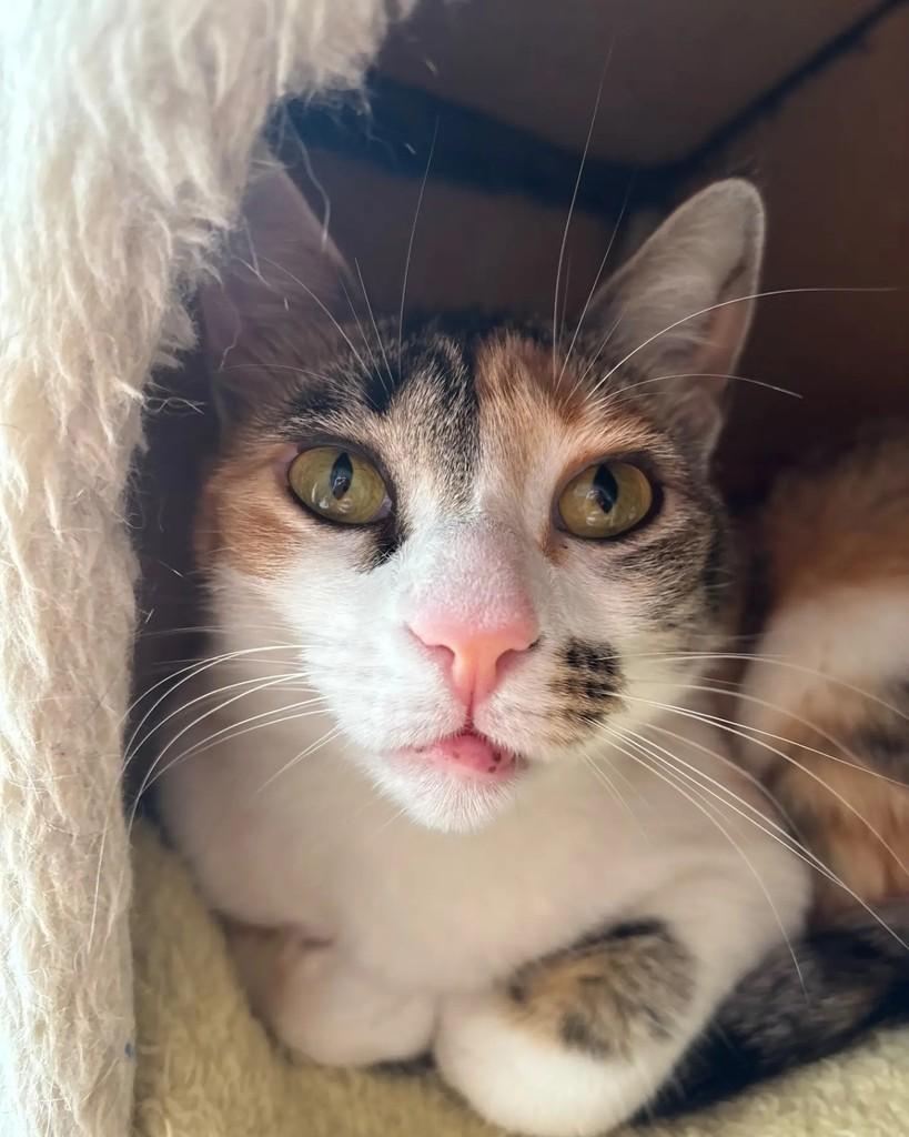 Veveta, gata de porte pequeno para adoção em Porto Alegre - RS — foto 4 de 6