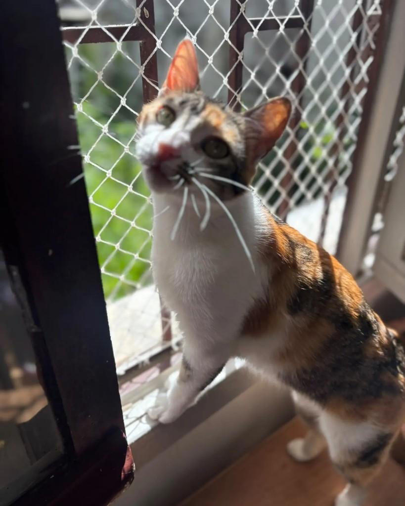 Veveta, gata de porte pequeno para adoção em Porto Alegre - RS — foto 5 de 6