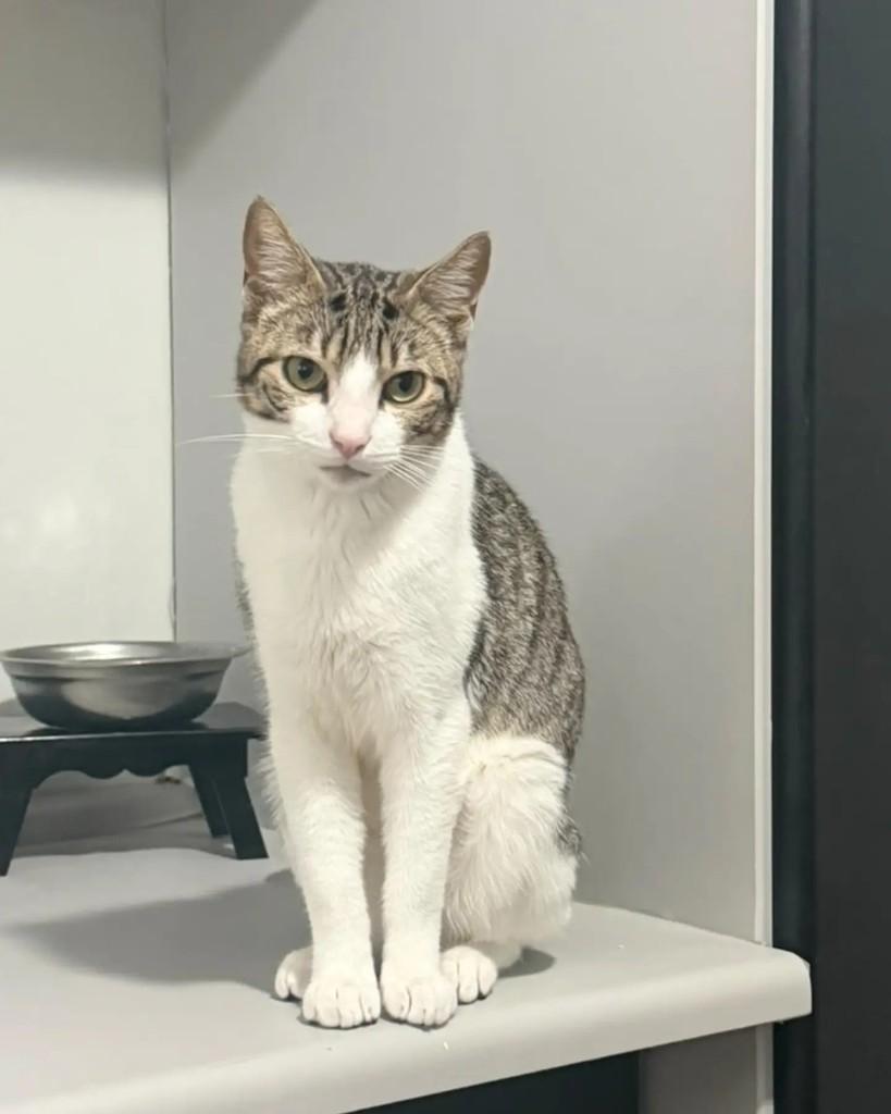 Belo, gato de porte pequeno para adoção em Porto Alegre - RS