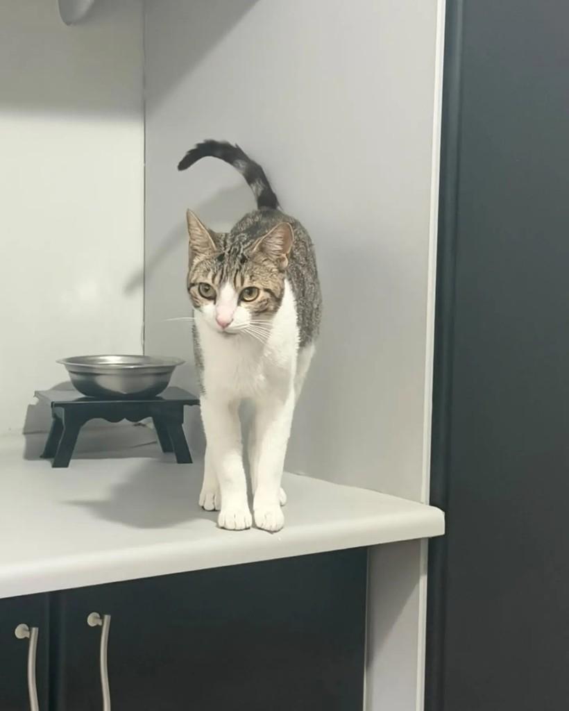 Belo, gato de porte pequeno para adoção em Porto Alegre - RS — foto 2 de 4