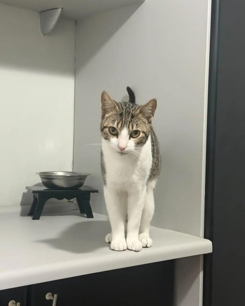Belo, gato de porte pequeno para adoção em Porto Alegre - RS — foto 3 de 4