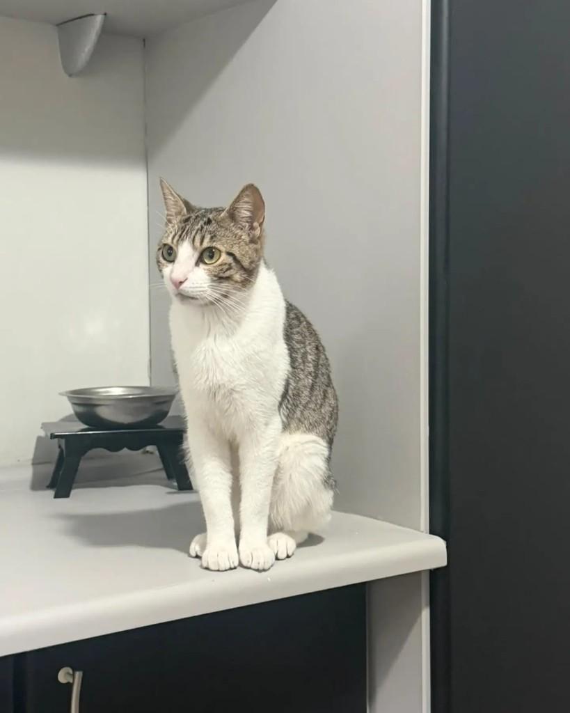 Belo, gato de porte pequeno para adoção em Porto Alegre - RS — foto 4 de 4