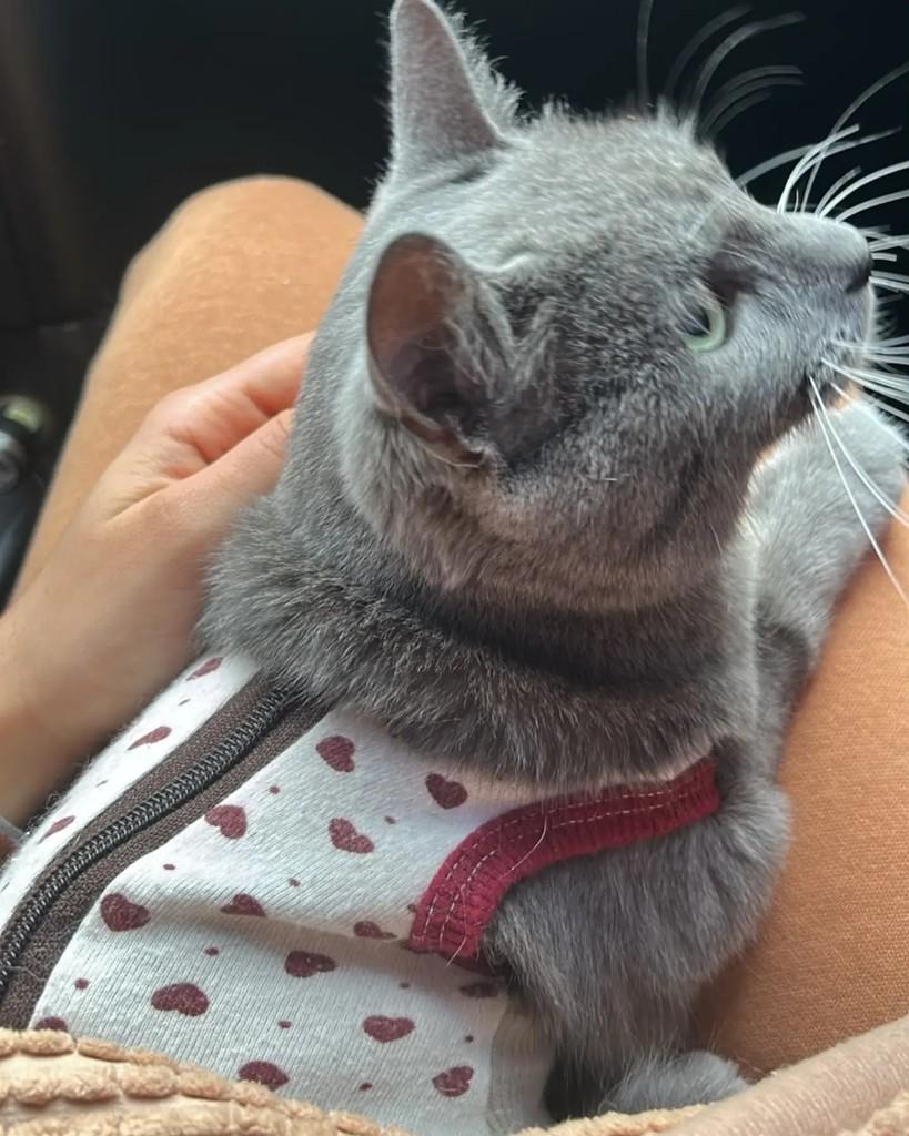 Aurora, gata de porte médio para adoção em Porto Alegre - RS — foto 4 de 10