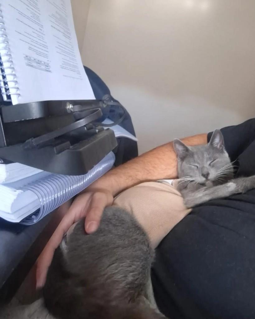 Aurora, gata de porte médio para adoção em Porto Alegre - RS — foto 5 de 10