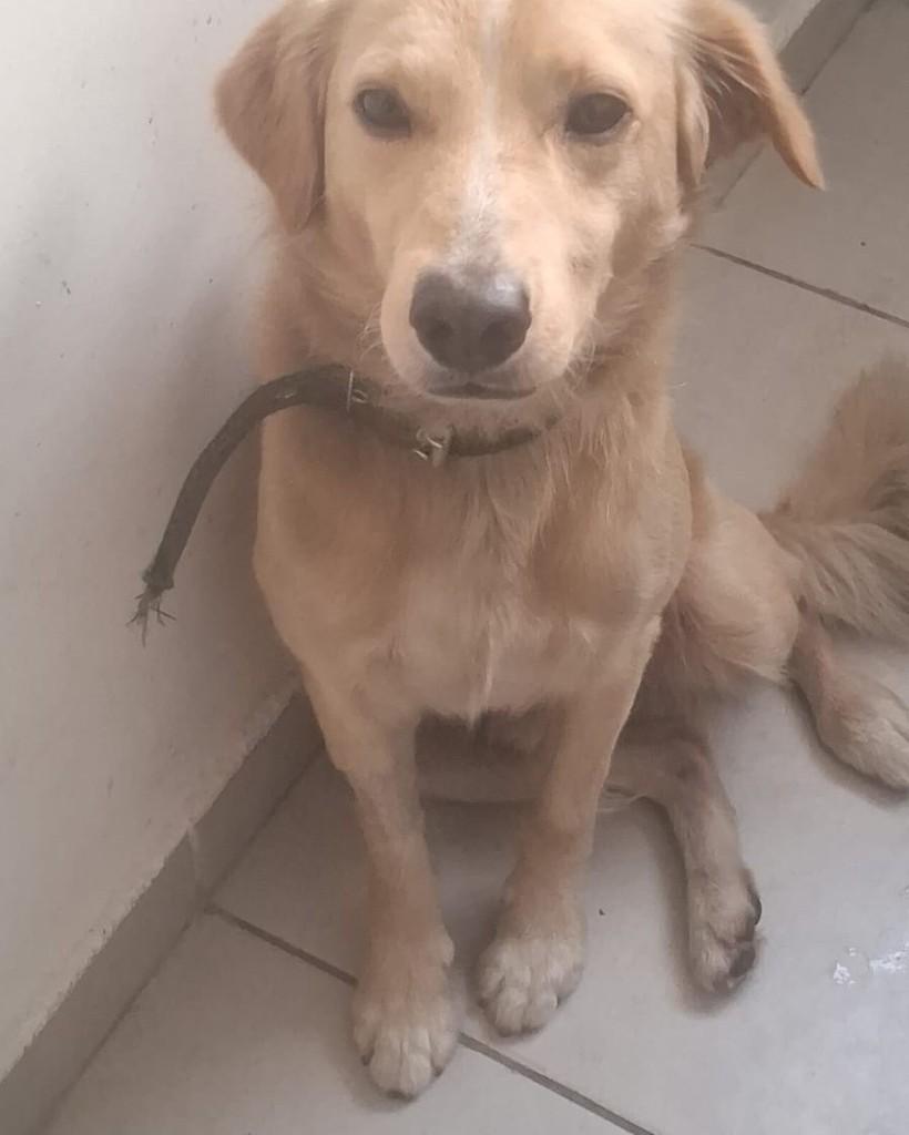 Simba, cachorro de porte médio para adoção em Osasco - SP