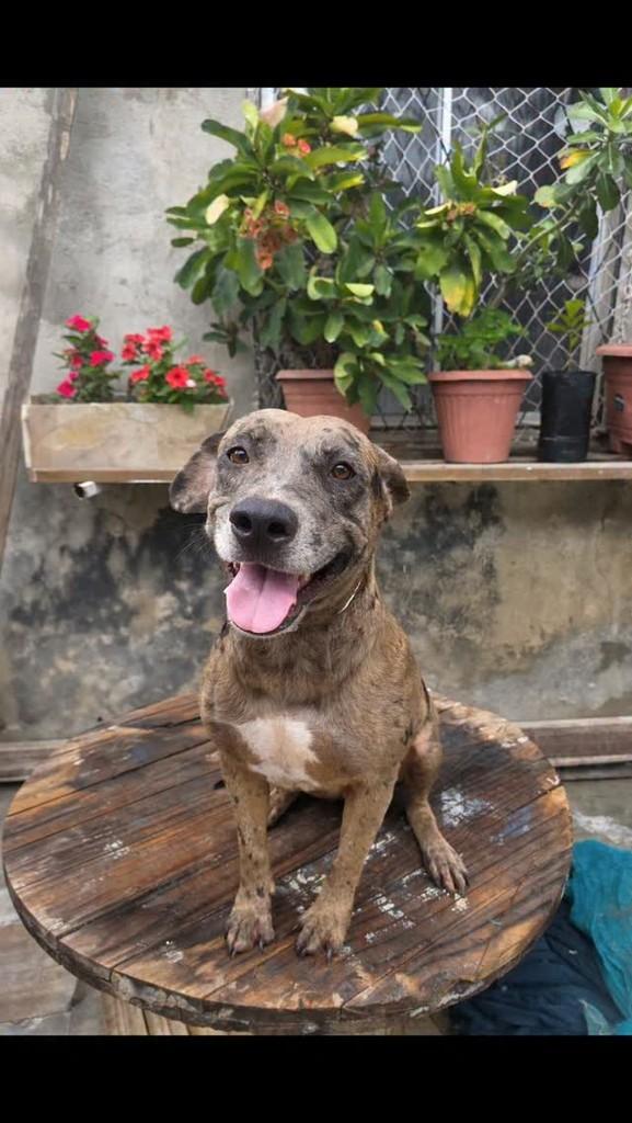 Xena, cachorro de porte grande para adoção em Parnamirim - RN