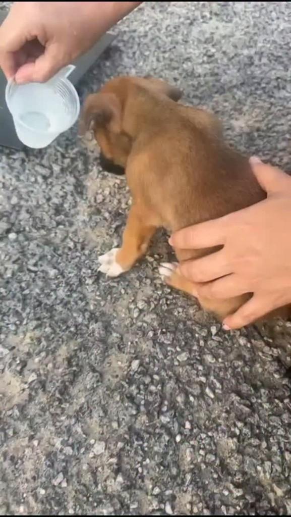 Lulu, cachorro de porte pequeno para adoção em Parnamirim - RN
