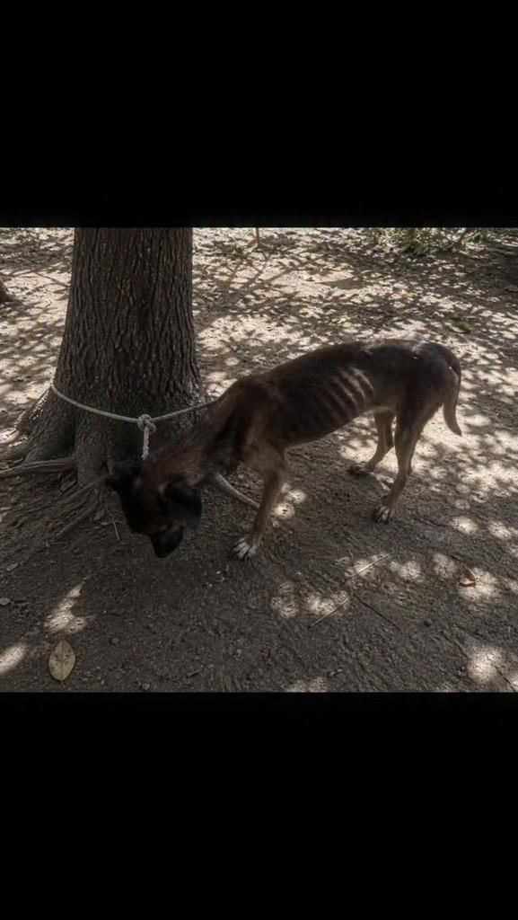 George, cachorro de porte médio para adoção em Parnamirim - RN