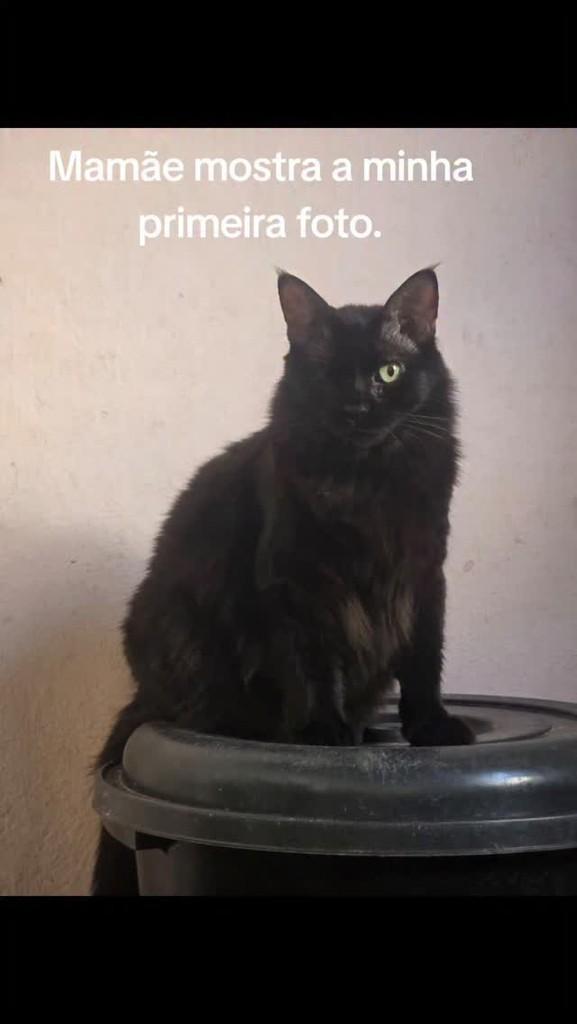 Olhinho, gato de porte pequeno para adoção em Parnamirim - RN