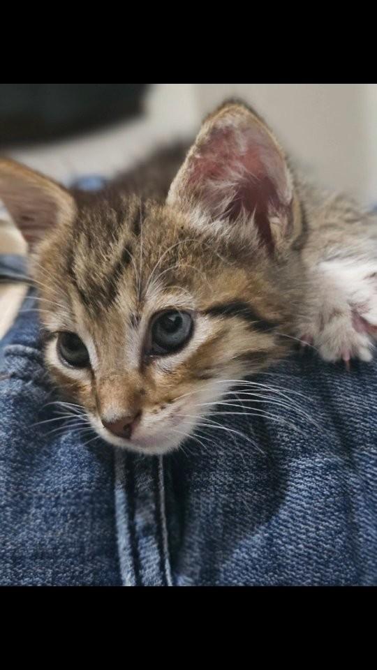 Tigre, gato de porte pequeno para adoção em São Luís - MA