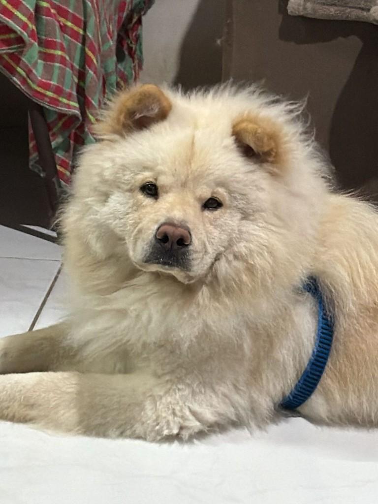 Bryan, cachorro de porte médio para adoção em São Luís - MA