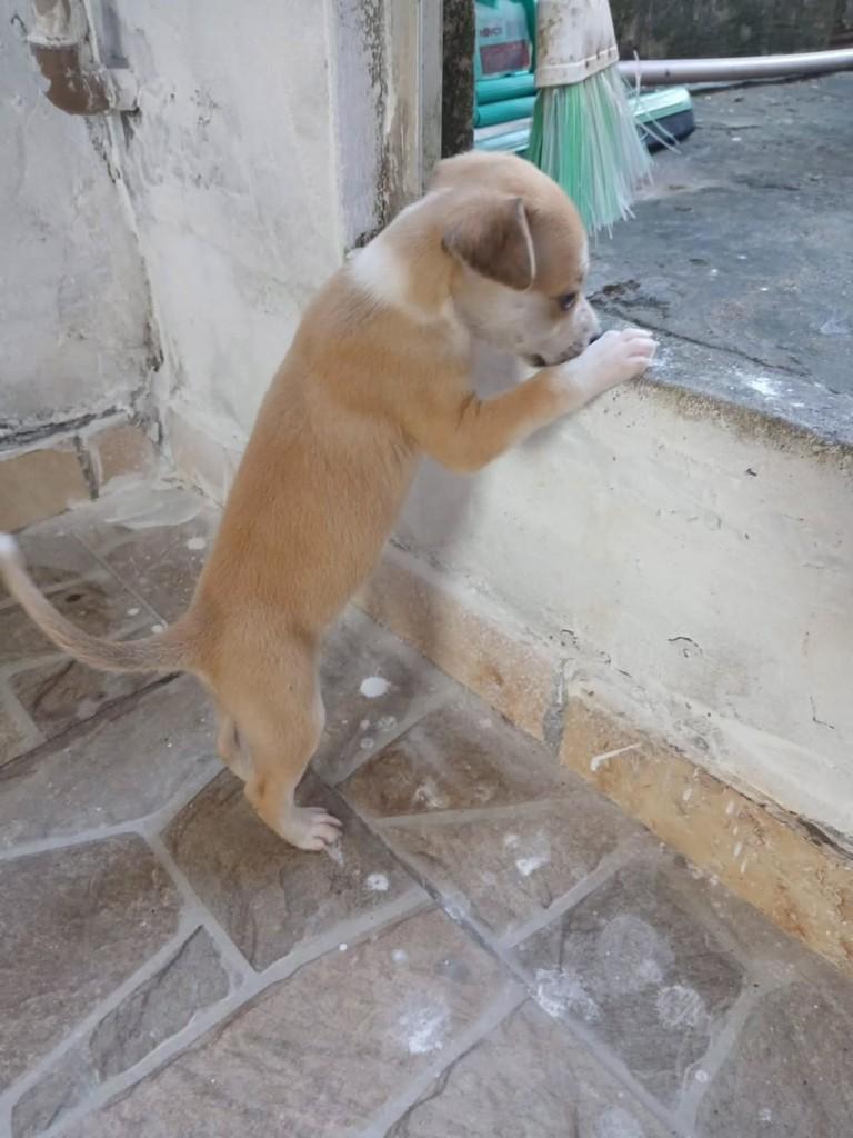 Bebezinho, cadela de porte pequeno para adoção em São Luís - MA