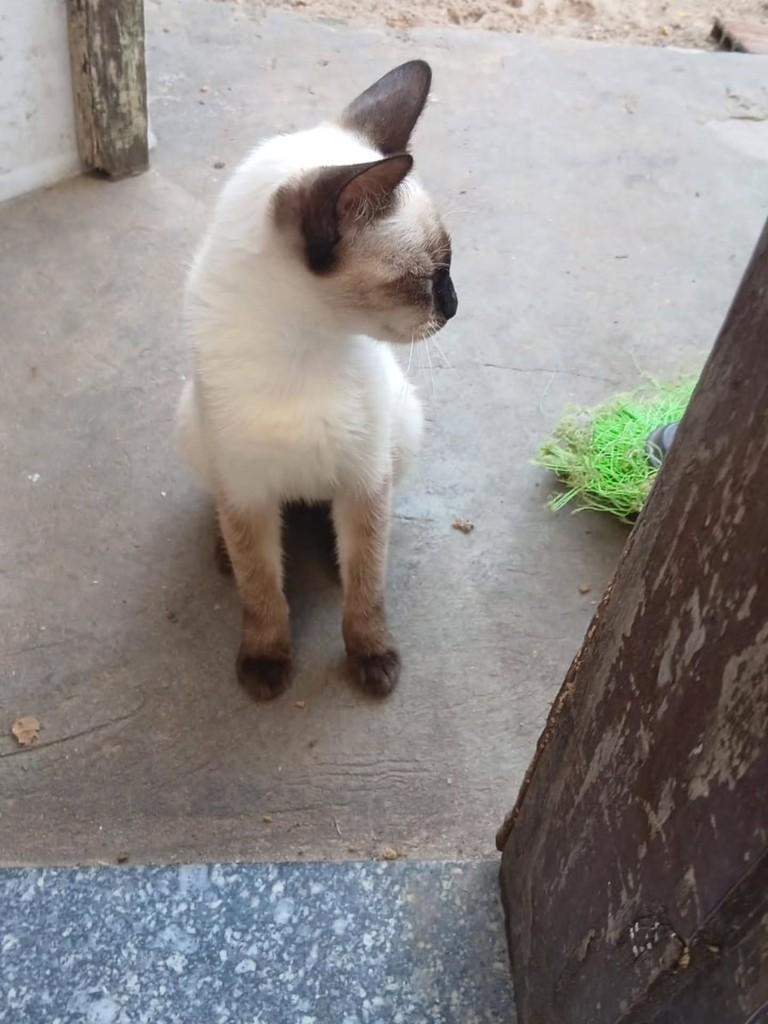 Linda, gata de porte pequeno para adoção em São Luís - MA