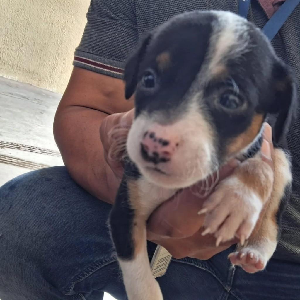 Bebezinha, cadela de porte pequeno para adoção em São Luís - MA