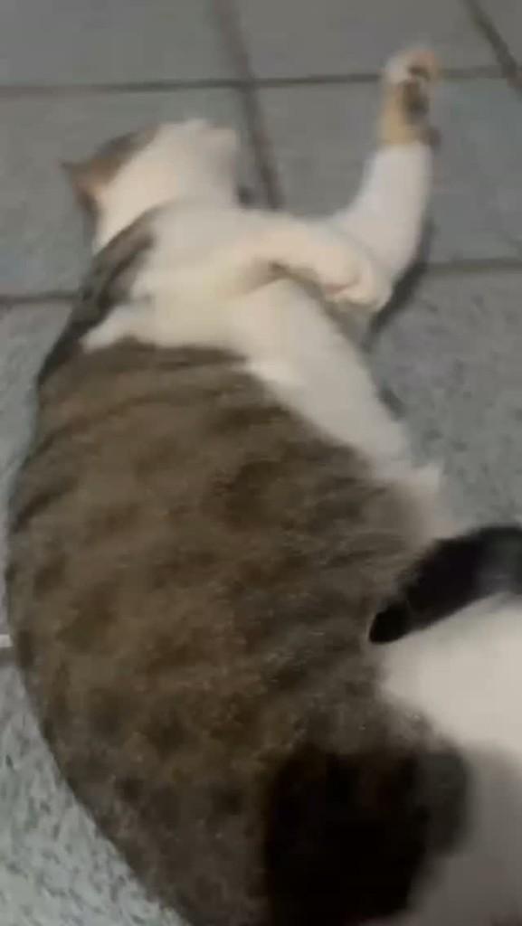Amora, gata de porte pequeno para adoção em São Luís - MA