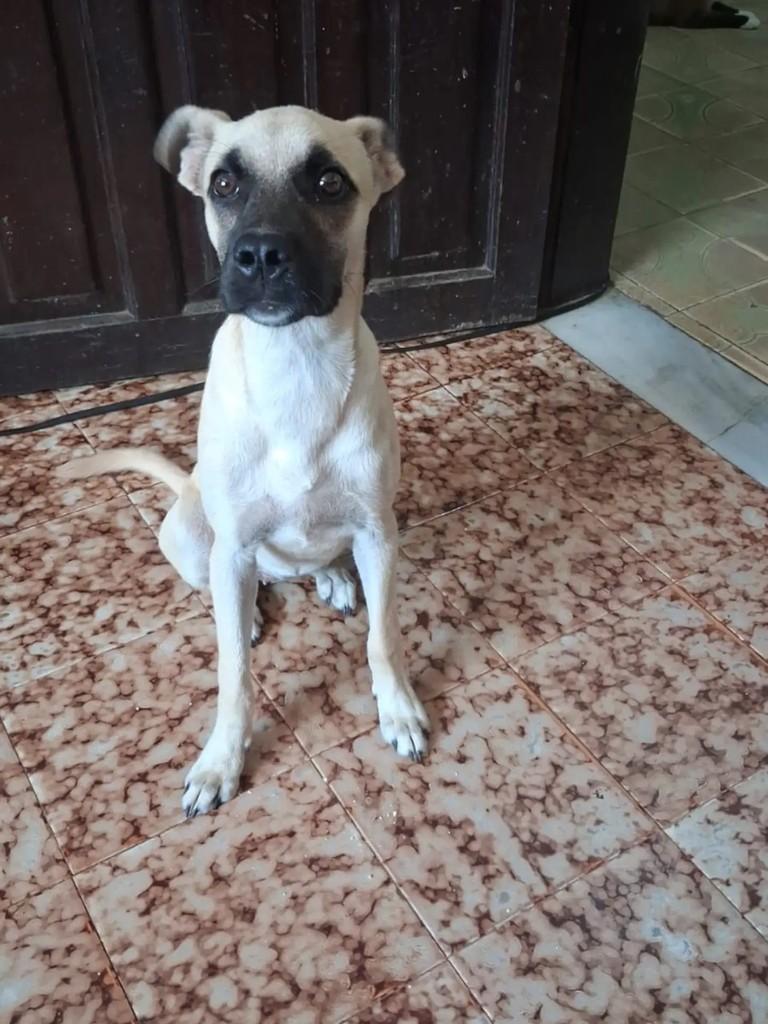 Lola, cachorro de porte pequeno para adoção em São Luís - MA