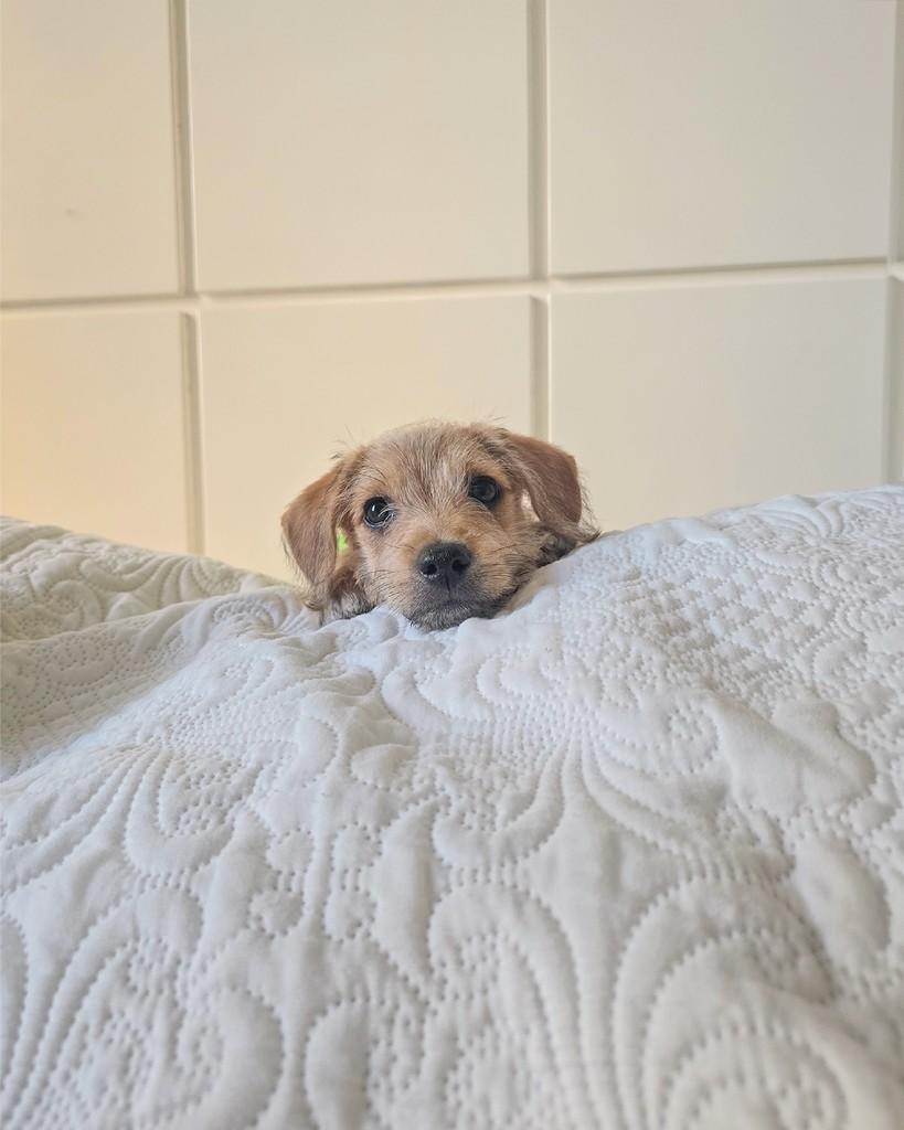 Fiapo, cachorro de porte médio para adoção em Salvador - BA