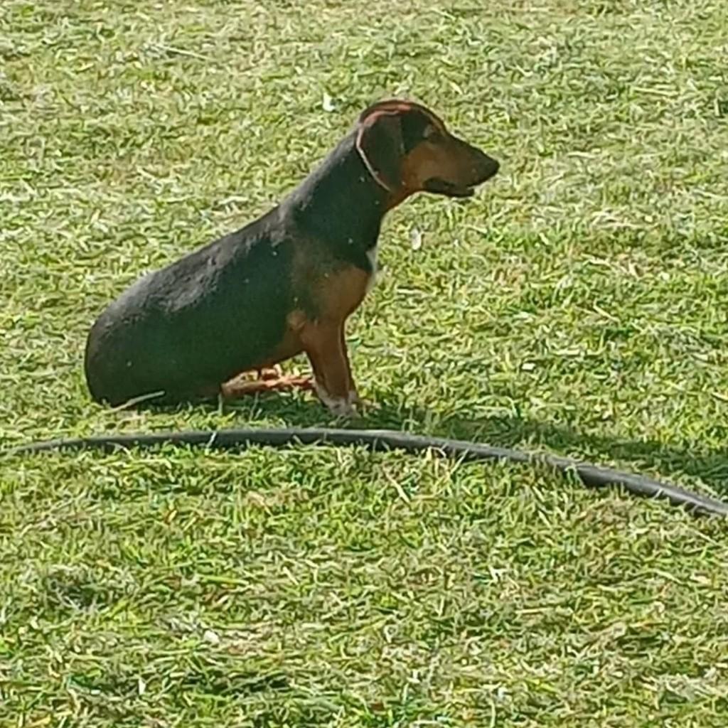 Cachorrinha, cadela de porte pequeno para adoção em São Lourenço do Oeste - SC