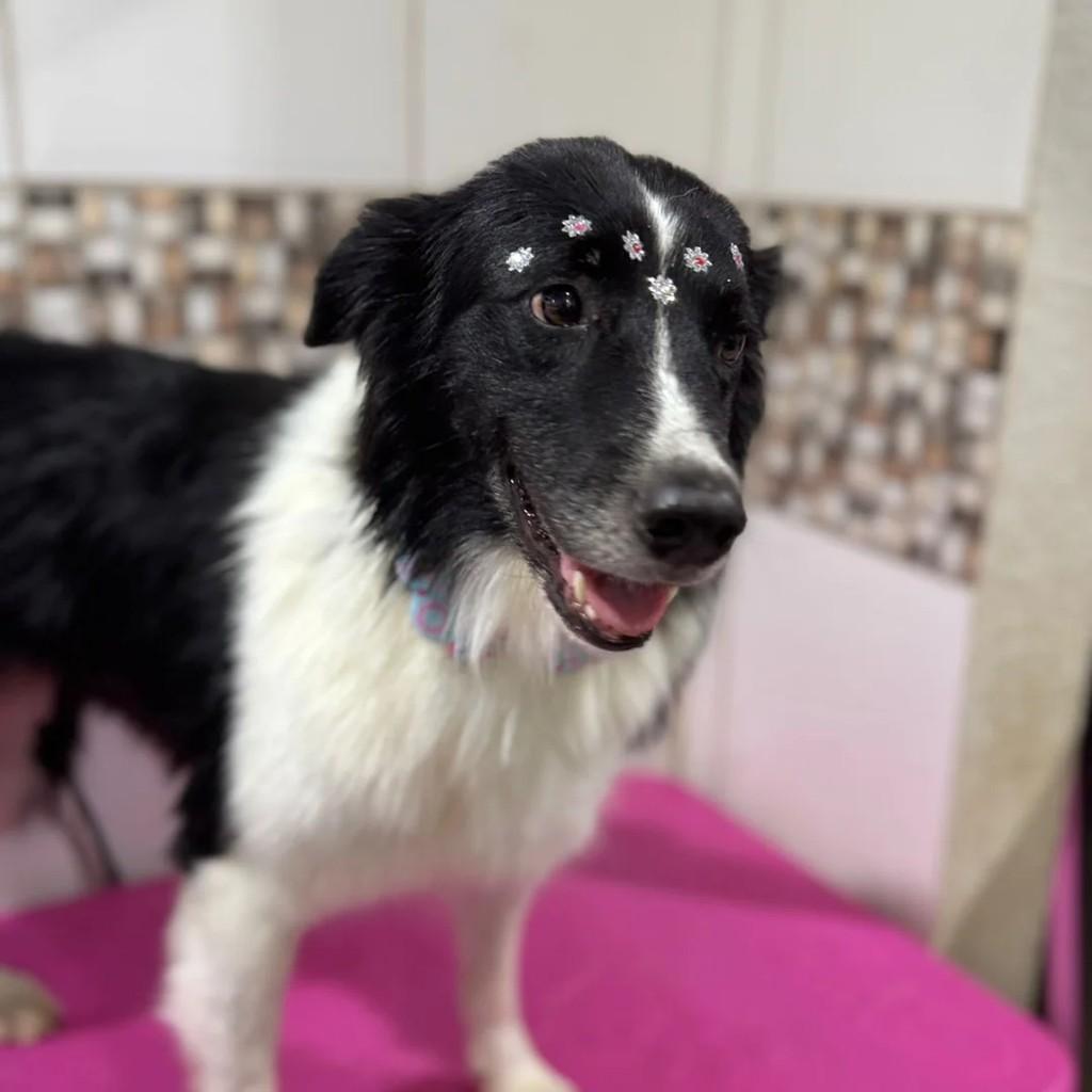 Hortênsia, cachorro de porte médio para adoção em São Lourenço do Oeste - SC